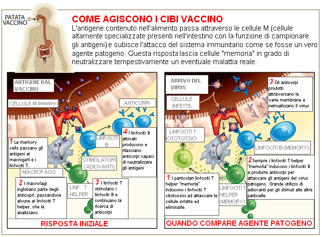Funzionamento vaccini